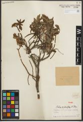 Foto von Salix oritrepha C. K. Schneid.